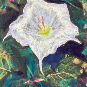 looking down 1a daturi in bloom.webp